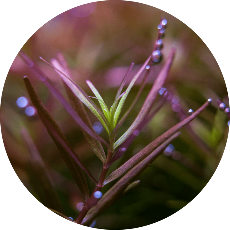 Eine beliebte Pflanze im Aquascaping ist die Rotala H'ra