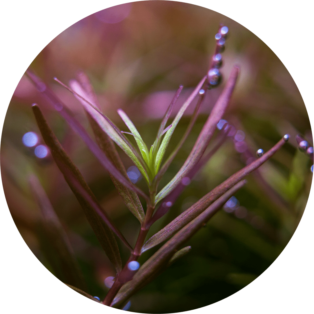 Eine beliebte Pflanze im Aquascaping ist die Rotala H'ra