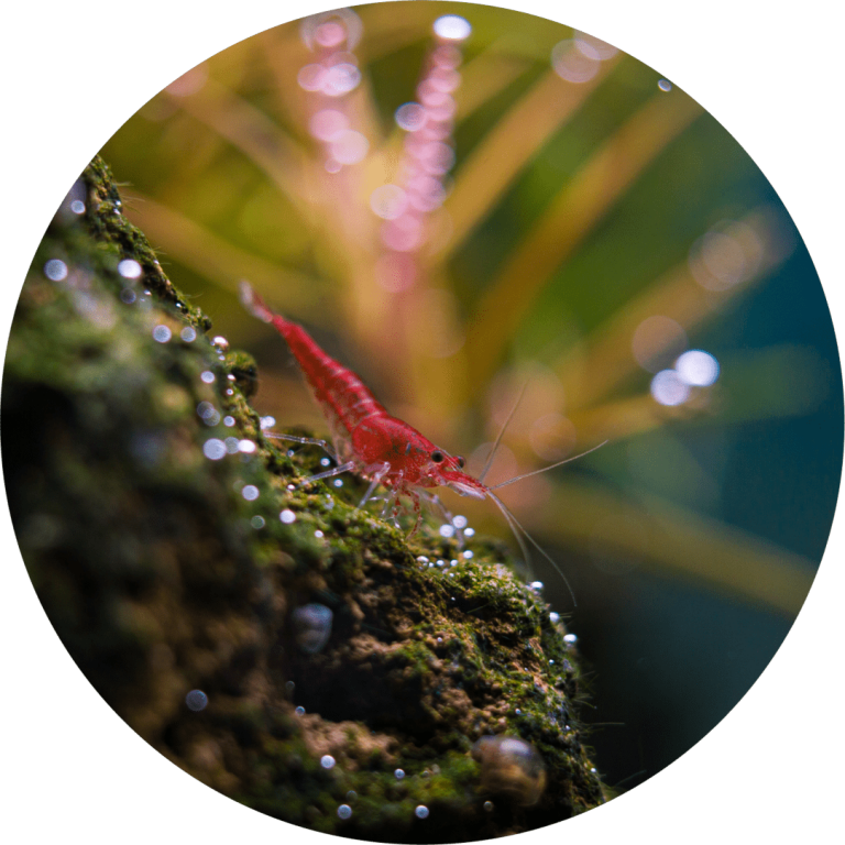Rote Garnele auf einem Stein im Aquarium