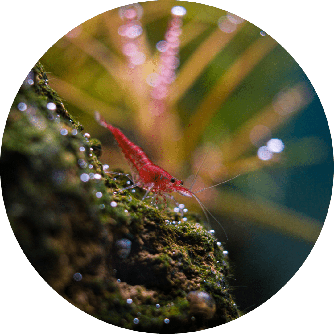 Rote Garnele auf einem Stein im Aquarium