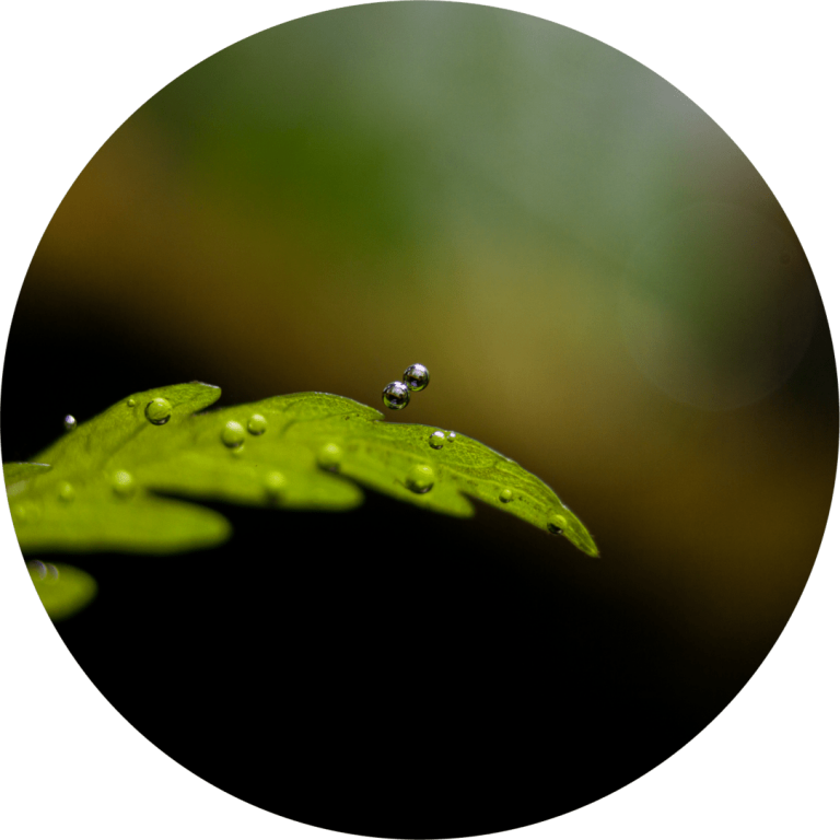 Blatt einer Hygrophila pinnatifida mit Luftblasen