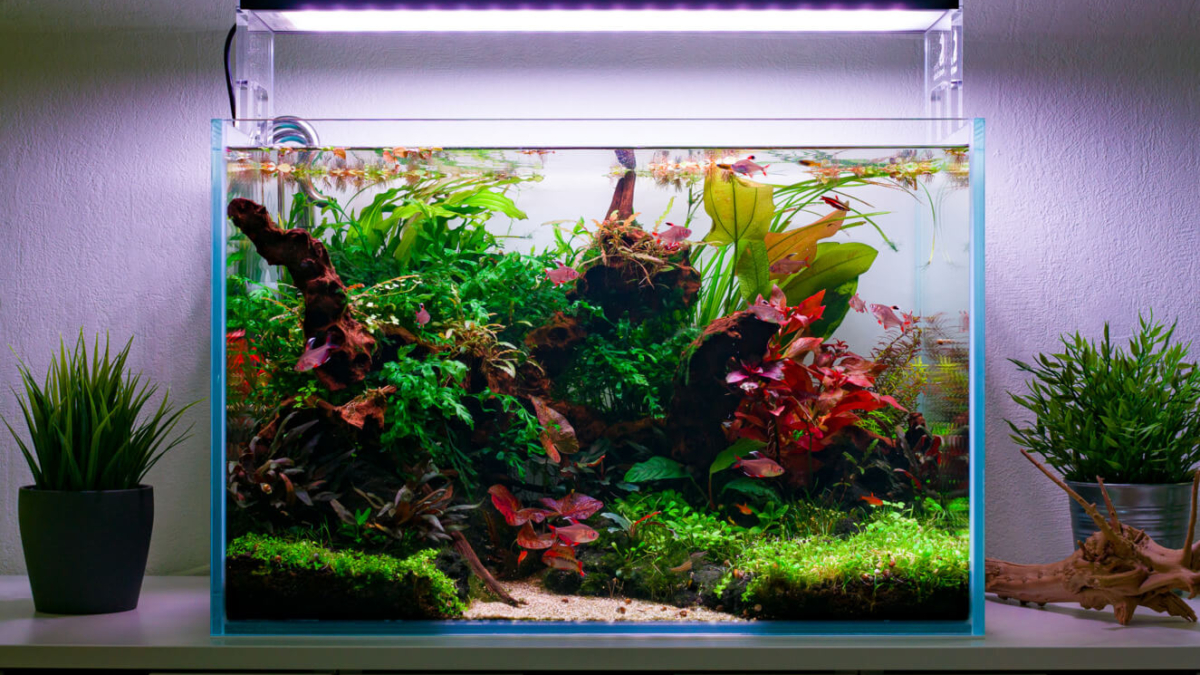 60P Aquascape Naturaquarium bepflanzt