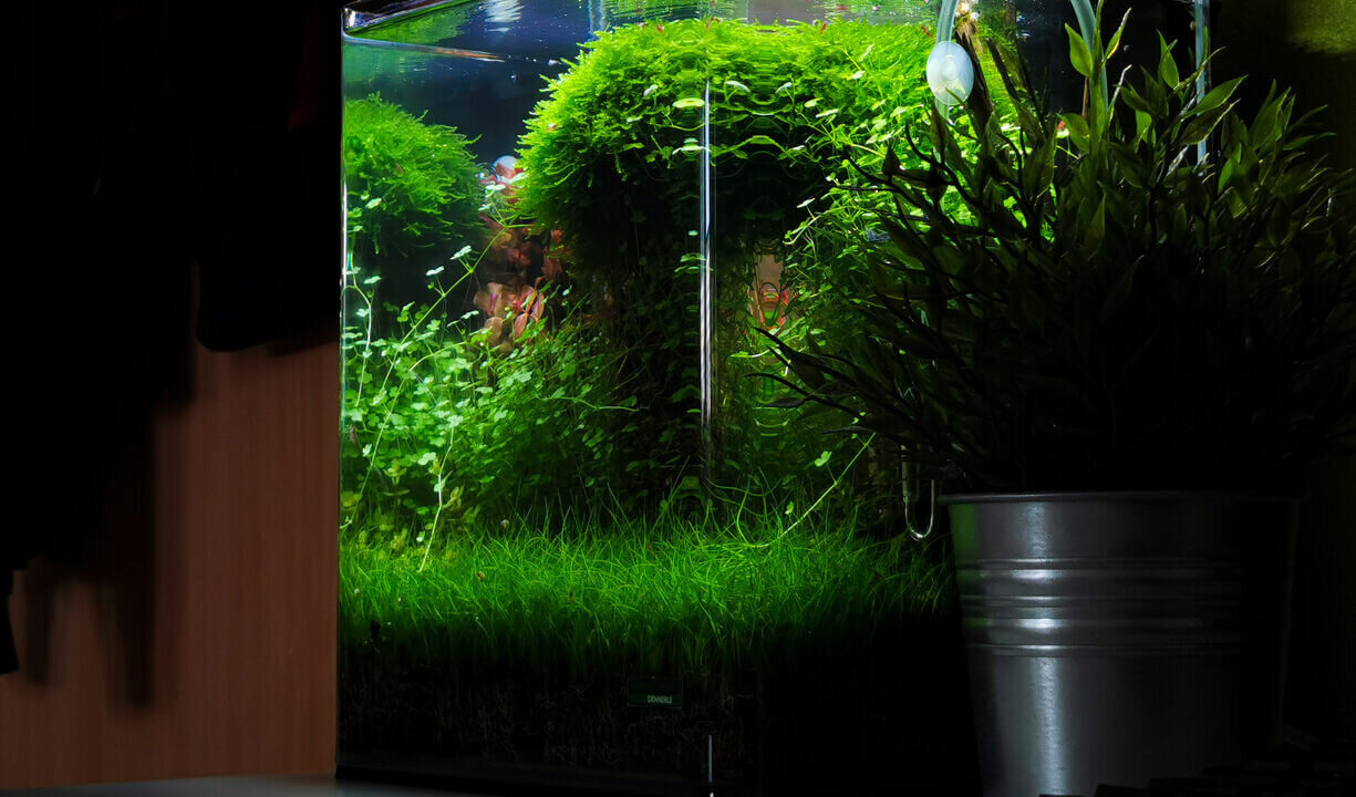 Seitenansicht 20l Nano Würfelaquarium auf dem Schreibtisch