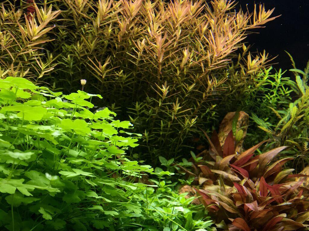 Hydrocotyle tripartita, Rotala H'ra und Alternanthera reineckii mini im Aquascape