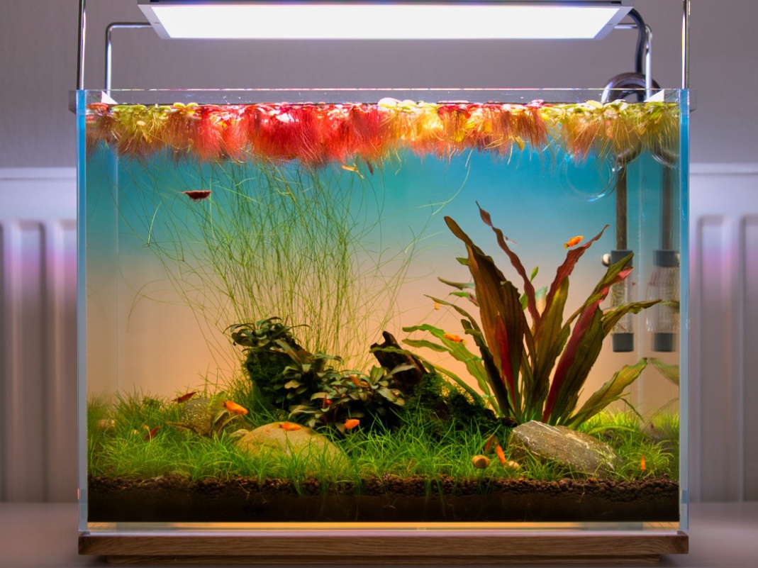 Aquascaping - Moderne Aquaristik | Aquabasedesign