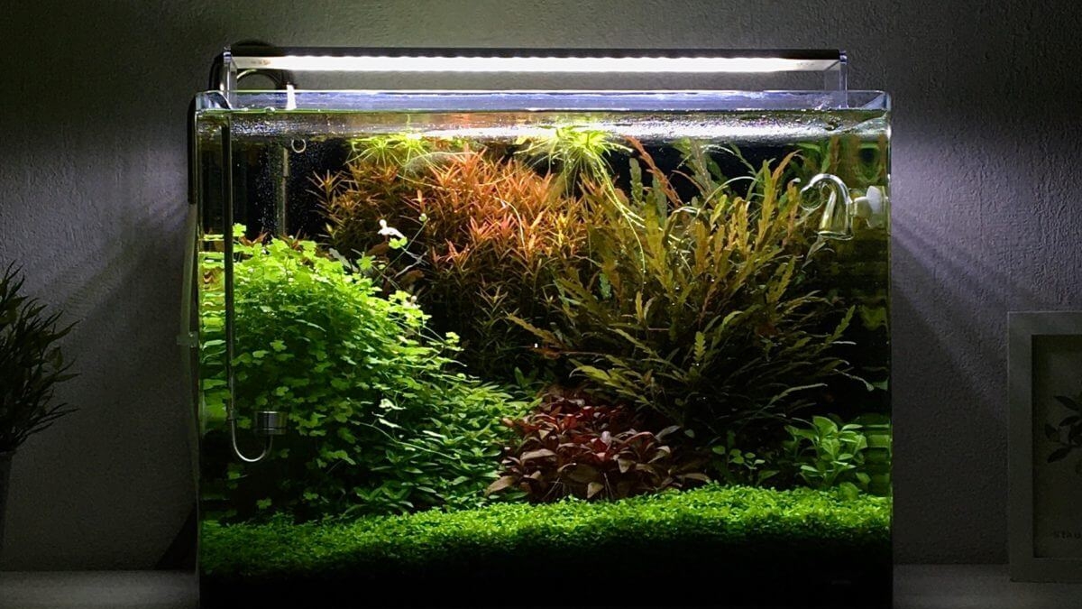Einfaches und pflegeleichtes Aquascape für Einsteiger