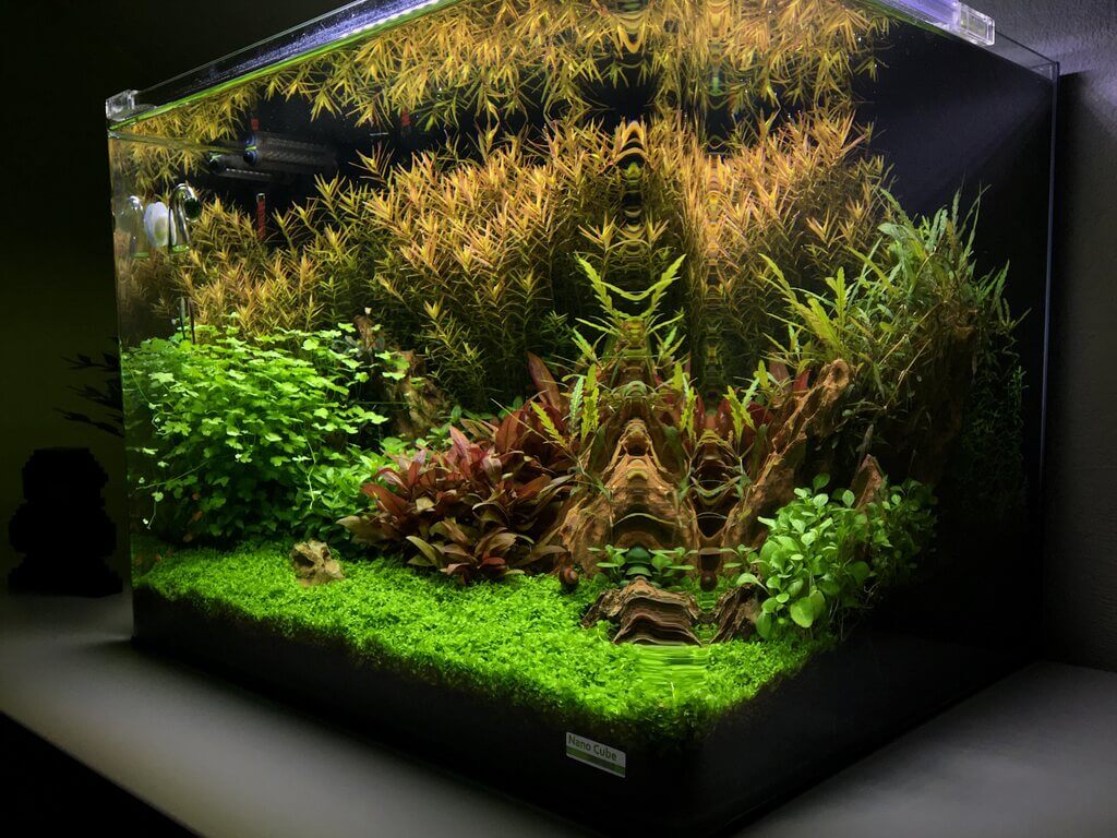 Eckansicht eines Dennerle Scapers Tank Aquarium bepflanzt mit verschiedenen Aquarienpflanzen