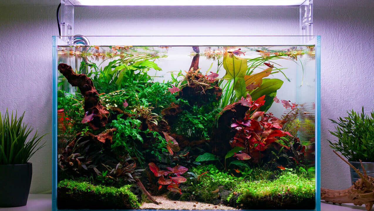 Frontansicht des bepflanzten 60P Aquascapes