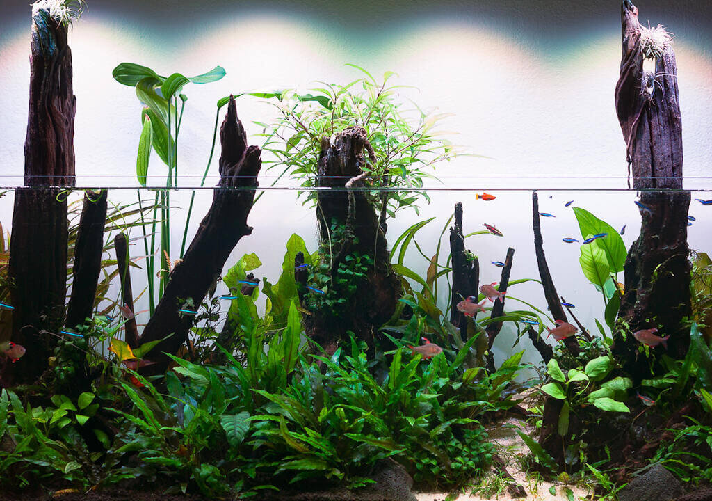 Das bepflanzte 120P Aquascape nach einigen Monaten - auch emerse Pflanzen wie die Hygrophila siamensis sind zu sehen