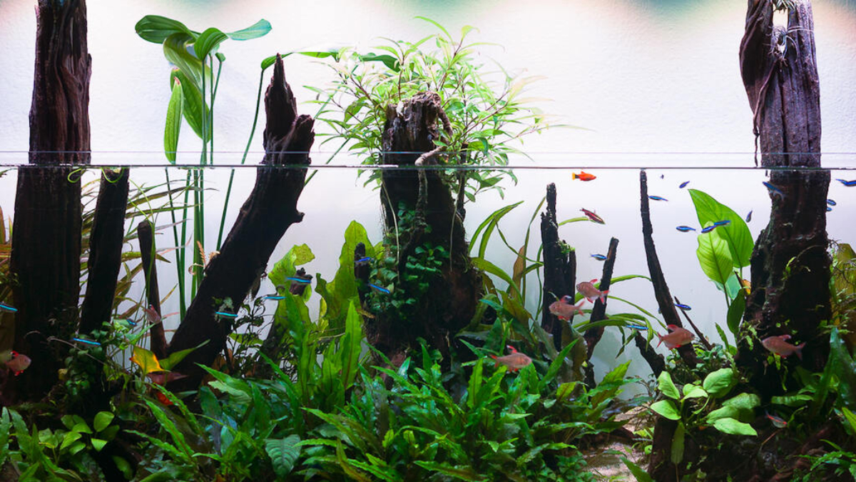 Das bepflanzte 120P Aquascape nach einigen Monaten - auch emerse Pflanzen wie die Hygrophila siamensis sind zu sehen