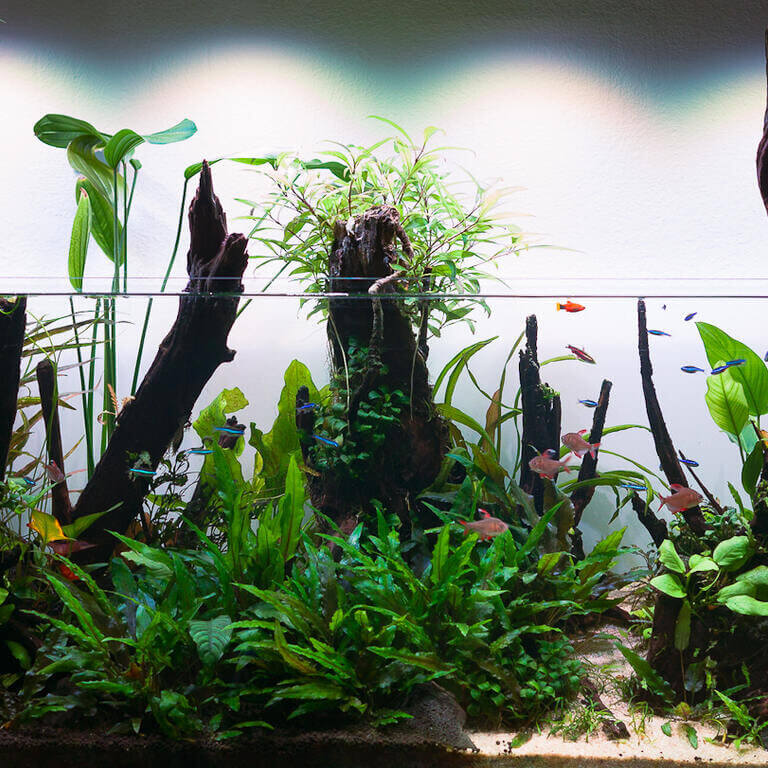 Das bepflanzte 120P Aquascape nach einigen Monaten - auch emerse Pflanzen wie die Hygrophila siamensis sind zu sehen