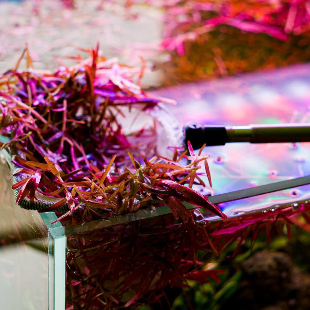Rückschnitt der Rotala H'ra in einem Garnelennetz aus dem Mini M Aquascape