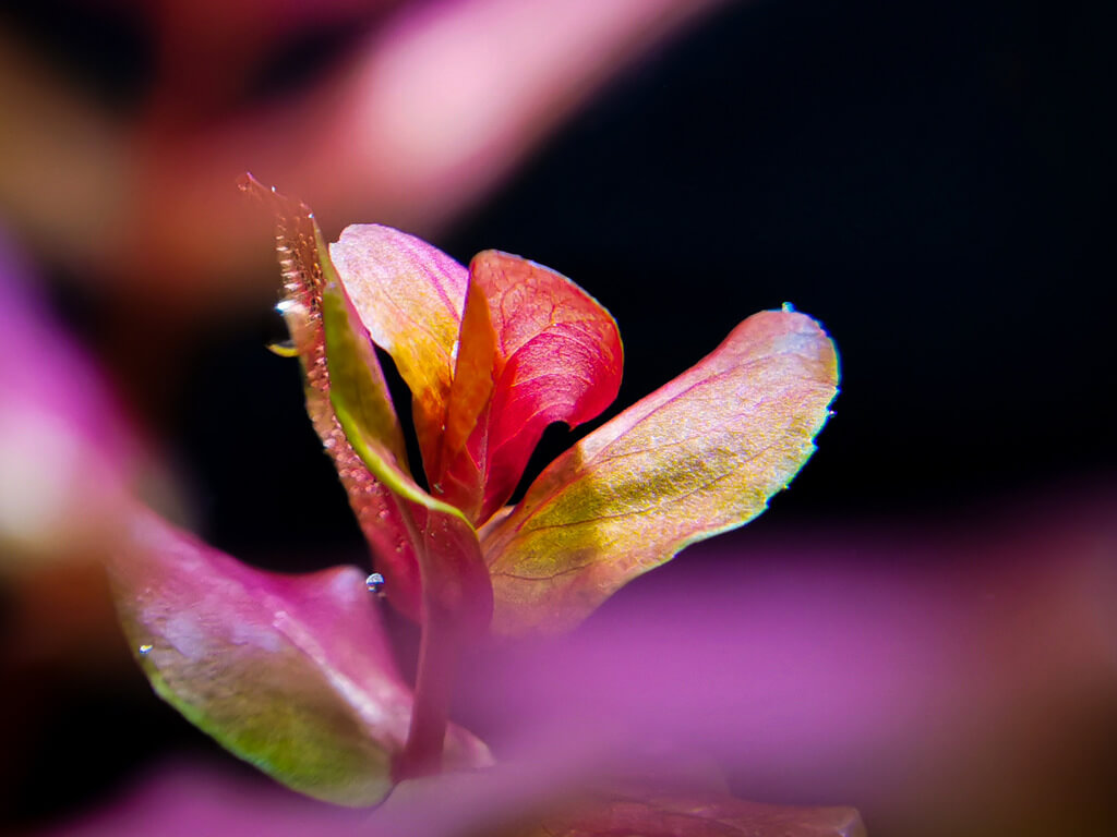 Detailaufnahme einer Rotala Macandra