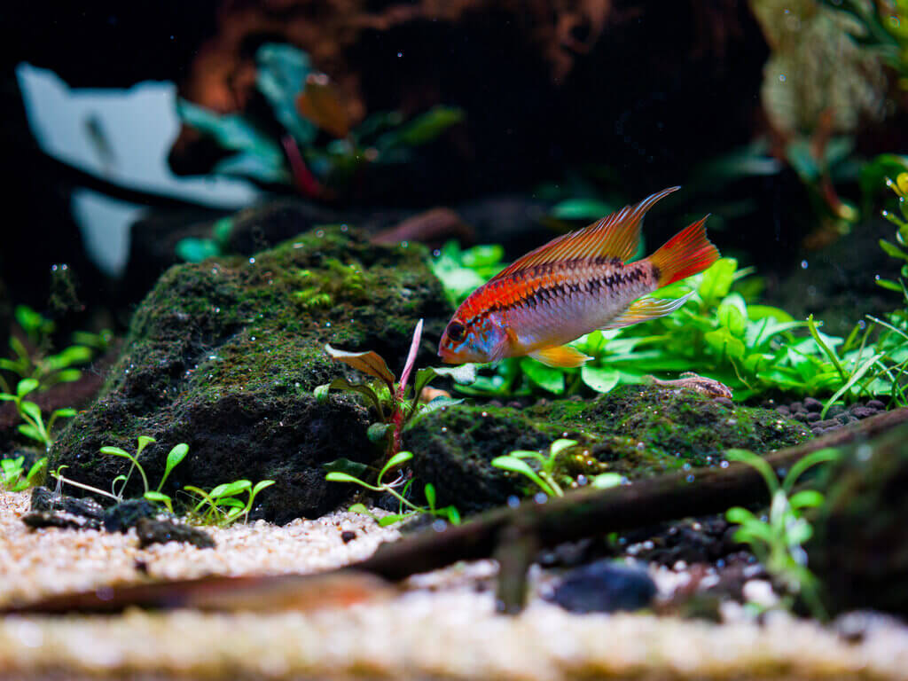 Details im Aquarium mit Lavasteinen, Aquariensand und farbenfrohem Zwergbuntbarsch (Apistogramma viejita)