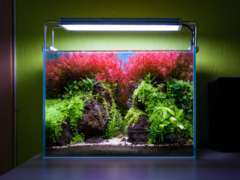 Bepflanztes Mini M Aquascape Aquarium mit Rotala H'ra im Hintergrund und Bodendecker im Vordergrund