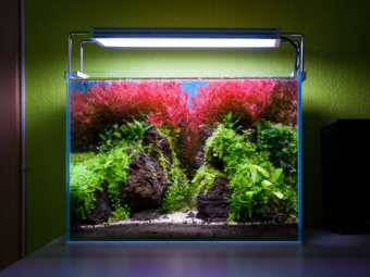 Bepflanztes Mini M Aquascape Aquarium mit Rotala H'ra im Hintergrund und Bodendecker im Vordergrund