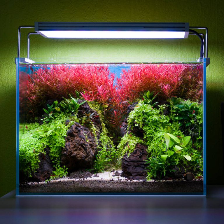 Bepflanztes Mini M Aquascape Aquarium mit Rotala H'ra im Hintergrund und Bodendecker im Vordergrund
