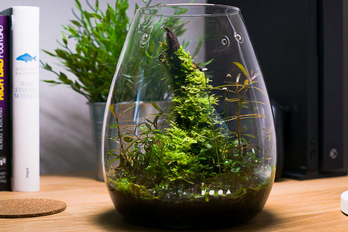Wabi-Kusa in einem edlen Glasgefäß - bepflanzt mit Moos auf einer Wurzel und unterschiedlichen Aquarienpflanzen