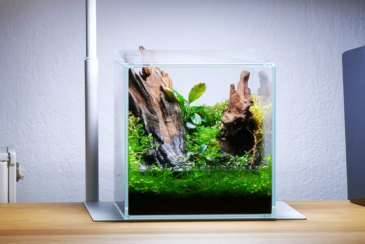 Kleines Wabi-Kusa auf dem Schreibtisch mit Wurzeln, etwas Moos und Aufsitzerpflanzen