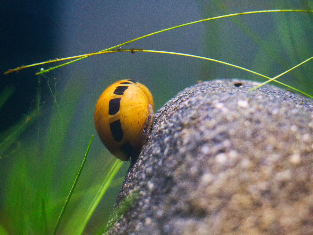 Clithon Geweihschnecke auf einem Stein im Aquarium