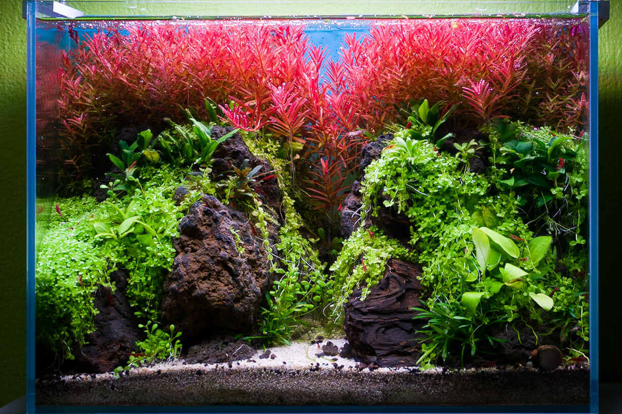 Mini M Nano Aquascape bepflanzt mit Rotala H'ra im Hintergrund und Micranthemum tweediei Montecarlo, die über die Steinaufbauten im Vordergrund wächst.