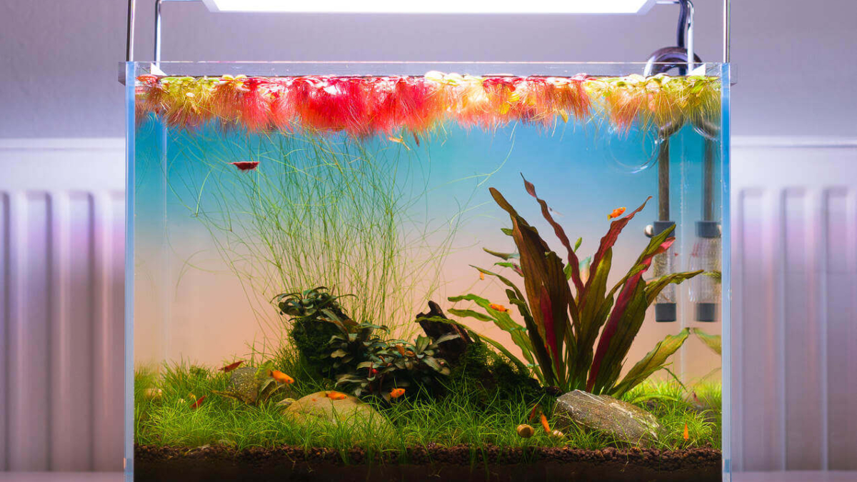 Minimalistisch eingerichtetes Nano Aquascape mit Fischen und Garnelen