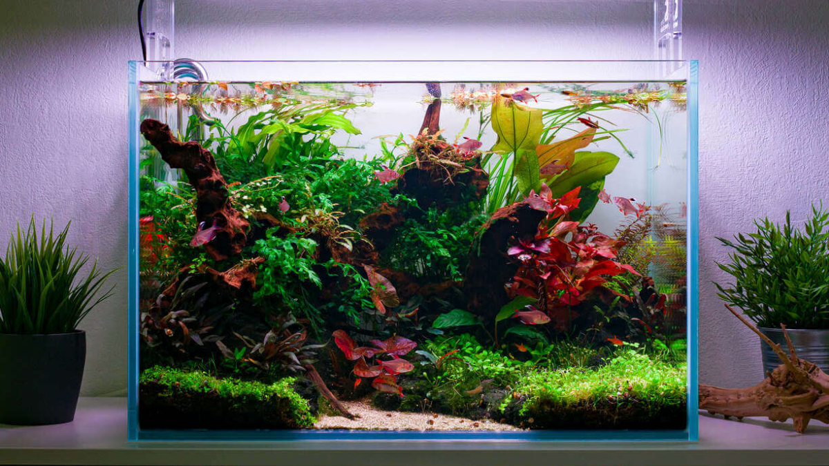 Frontansicht des bepflanzten 60 cm Aquarium