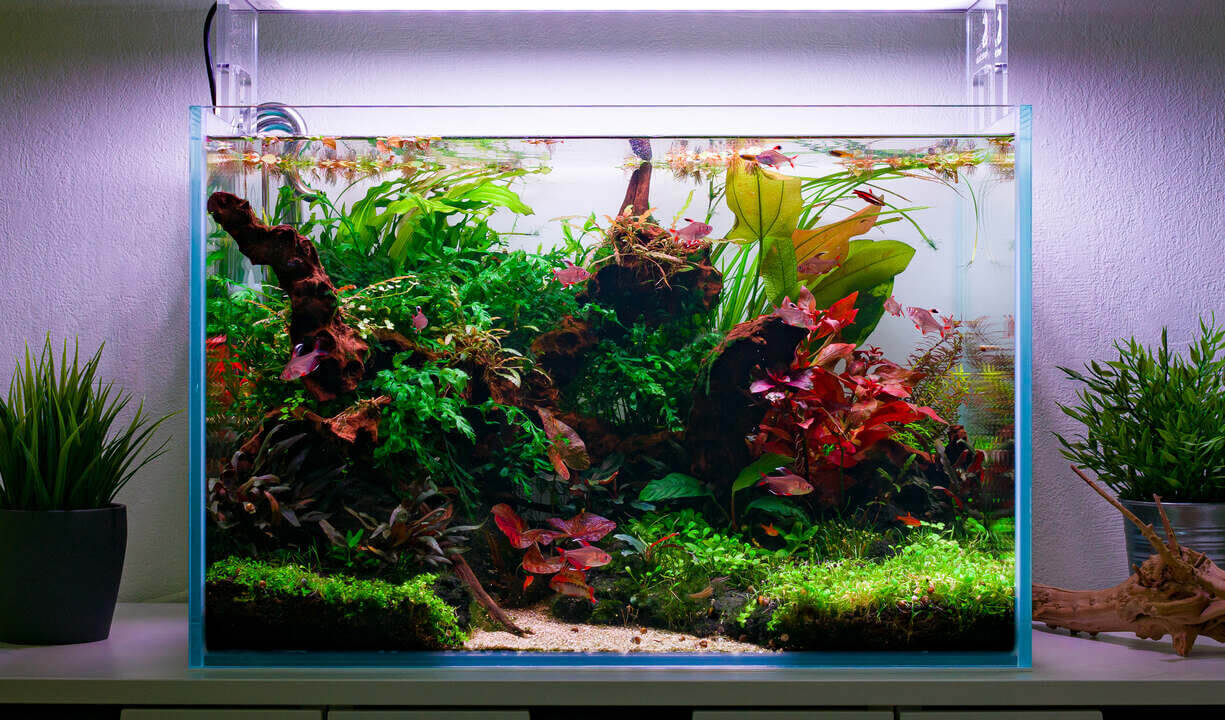 Frontansicht des bepflanzten 60 cm Aquarium