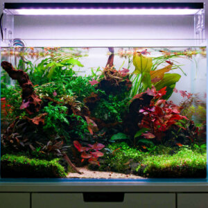 Frontansicht des bepflanzten 60 cm Aquarium