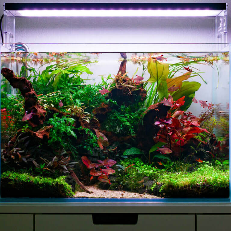 Frontansicht des bepflanzten 60 cm Aquarium