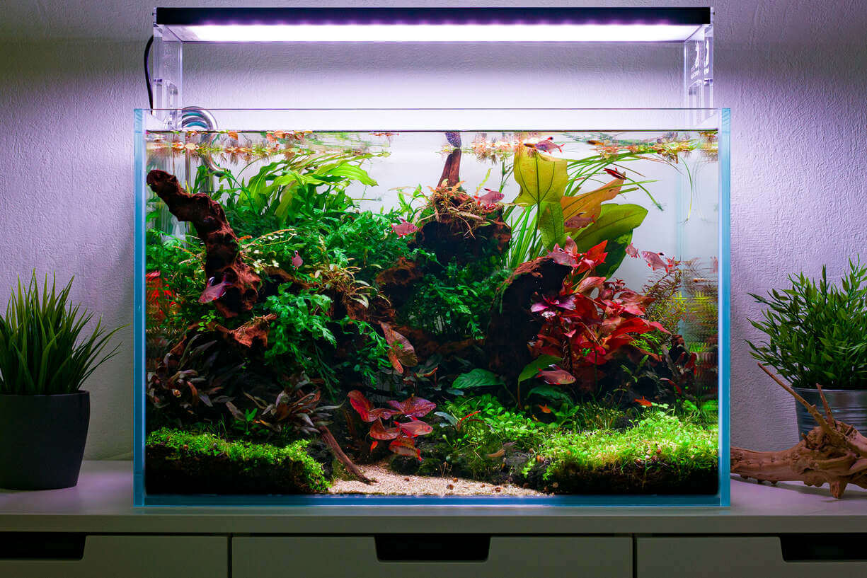 Frontansicht des bepflanzten 60 cm Aquarium