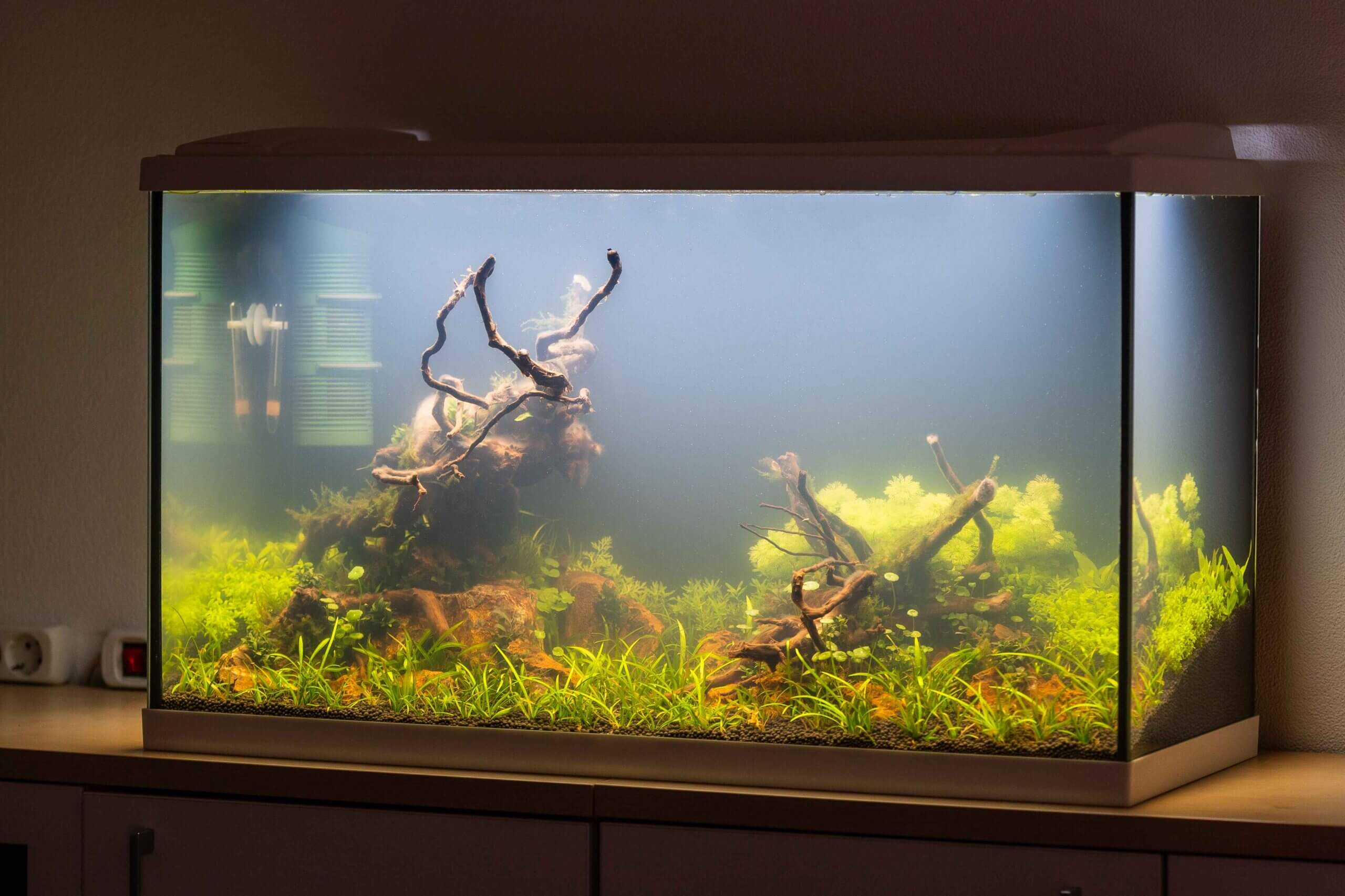 Neu eingerichtetes Aquascape hat eine Bakterienblüte und trübes, milchiges Wasser