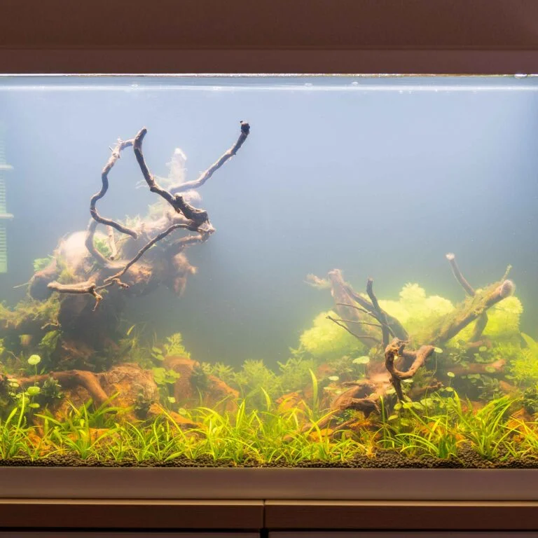 Top 7 pflegeleichte Wasserpflanzen frs Aquarium ohne CO  die besten  Anfngerpflanzen