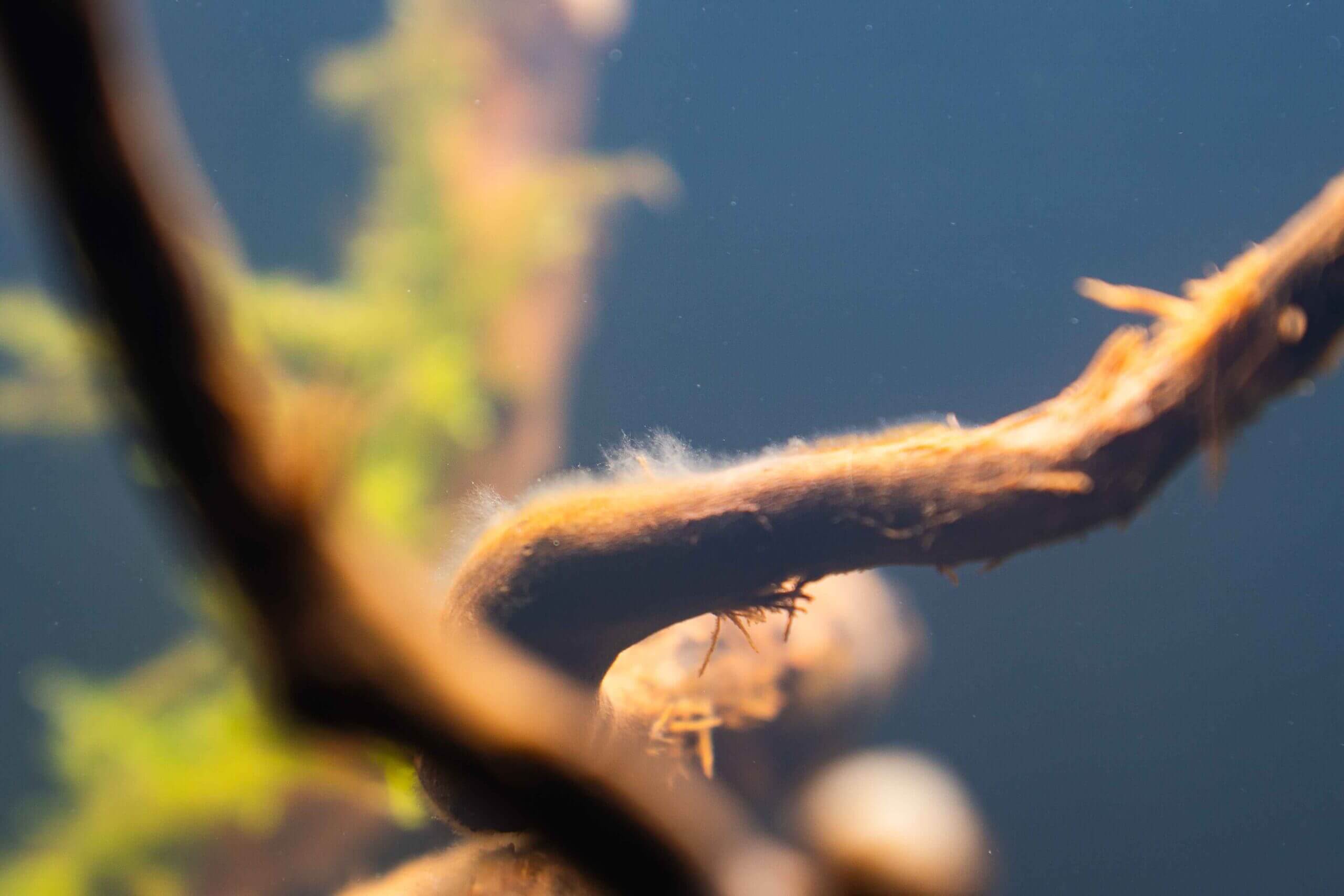 Bakterienrasen auf einer Wurzel im Aquarium