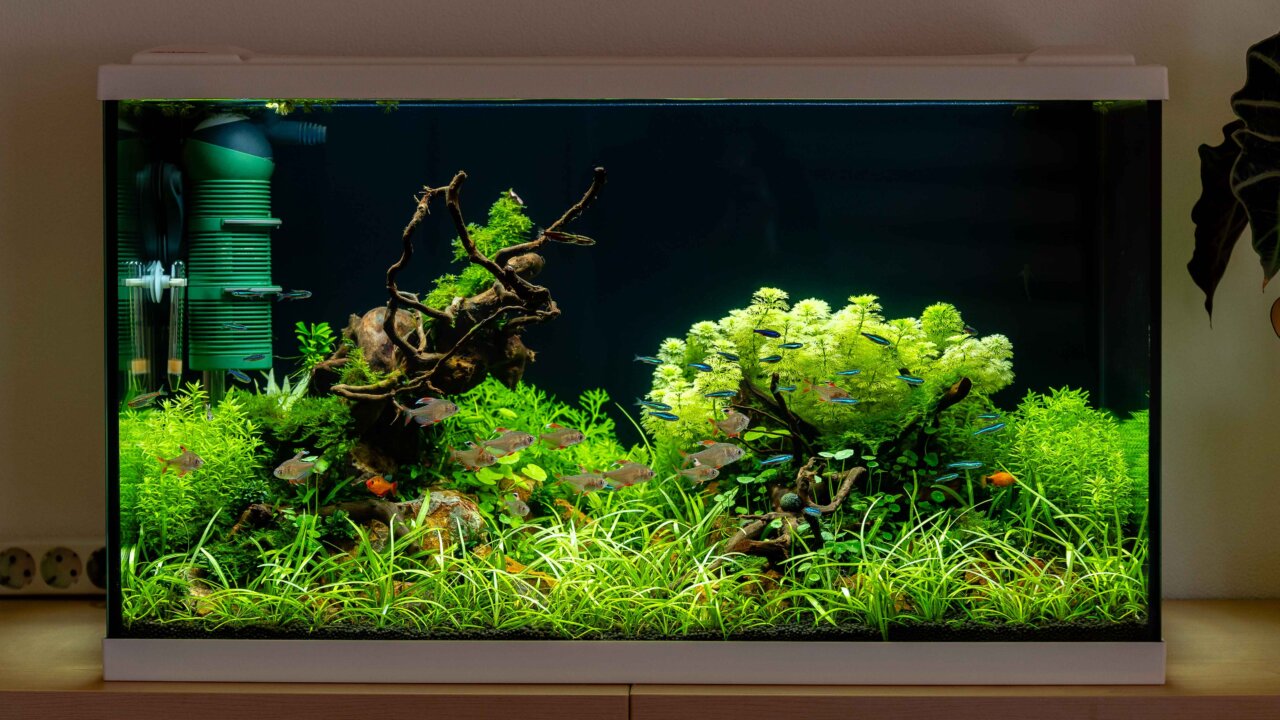 Pflegeleichtes und üppig bepflanztes Aquascape für Anfänger