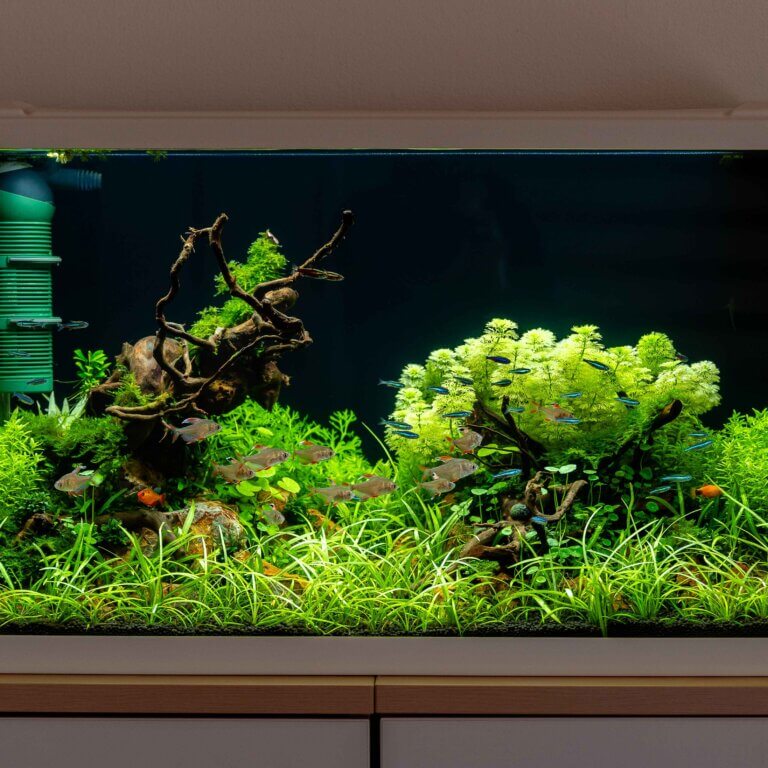 Ein wunderschönes und kostengünstiges Aquascape ohne CO2 einrichten und pflegen? So funktioniert’s!