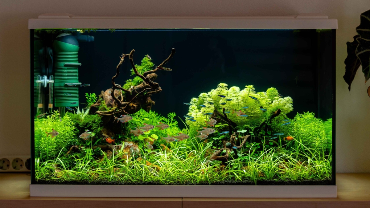 bepflanztes-lowtech-aquascape-eingerichtet