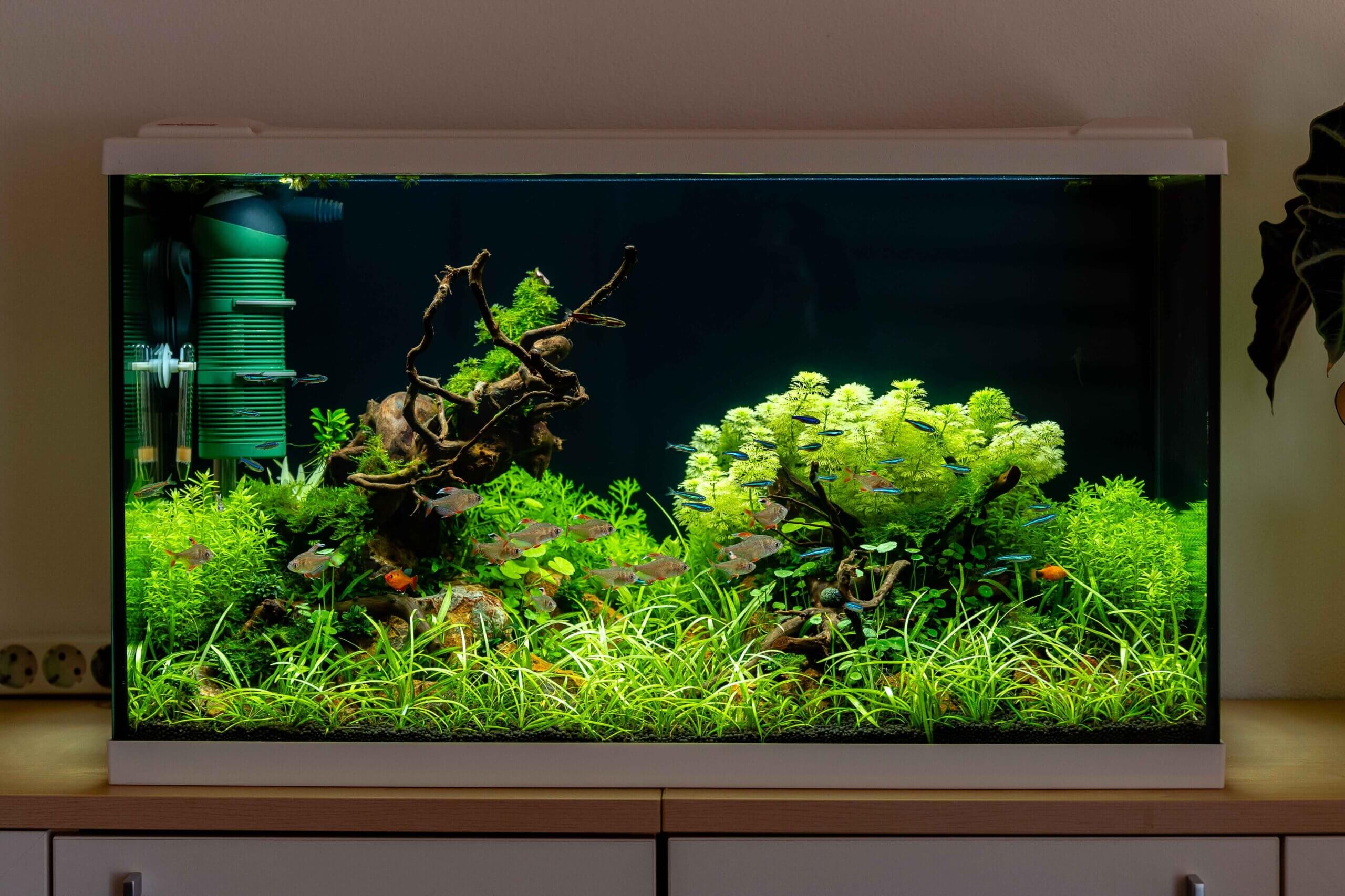 Bepflanztes Aquascape ohne CO2 mit Zierfischen und einfachen Wasserpflanzen in einem Standardaquarium