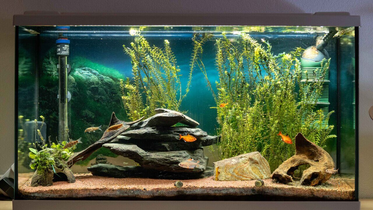 Eingerichtetes Aquarien-Komplettset mit einfachen Hintergrundpflanzen und Fischen