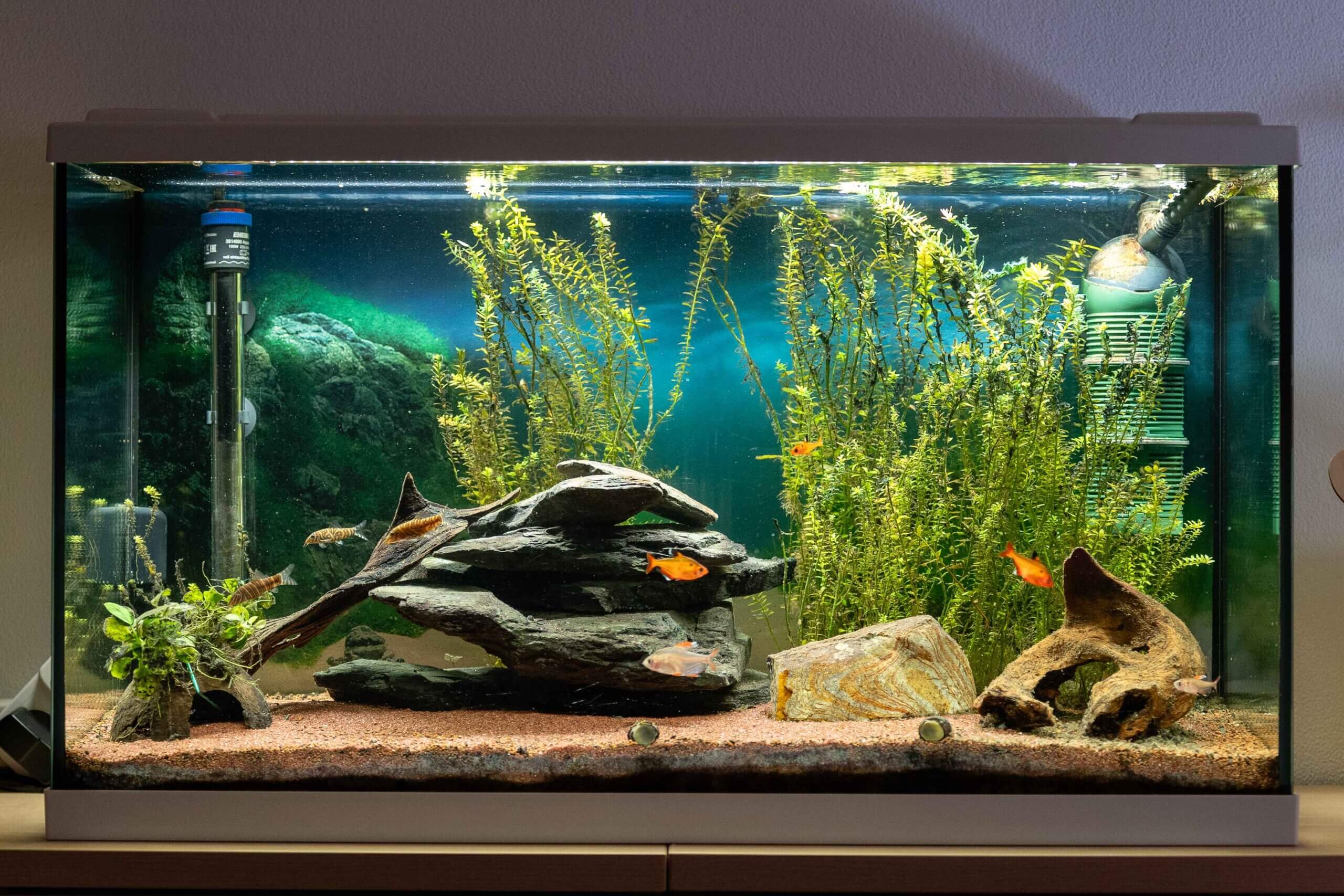 Eingerichtetes Aquarien-Komplettset mit einfachen Hintergrundpflanzen und Fischen