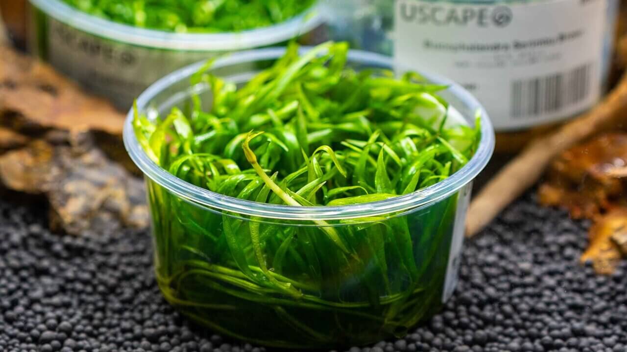 Geöffneter Becher einer invitro-Aquarienpflanze im Aquascape