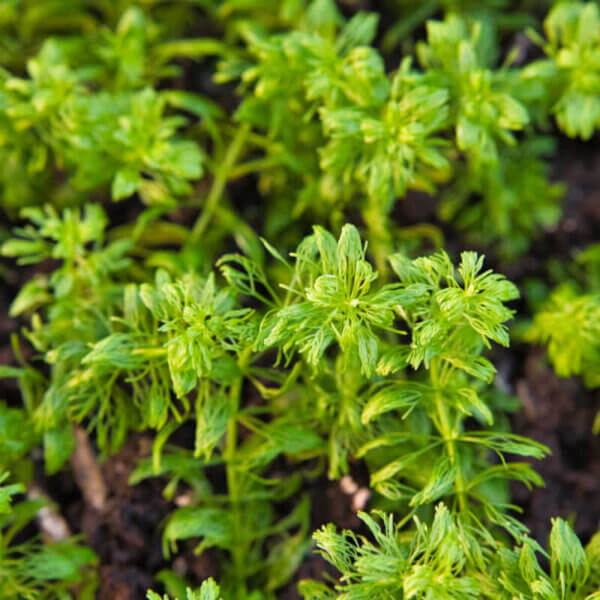 Blütenstielloser Sumpffreund | Limnophila sessiliflora – Bild 2