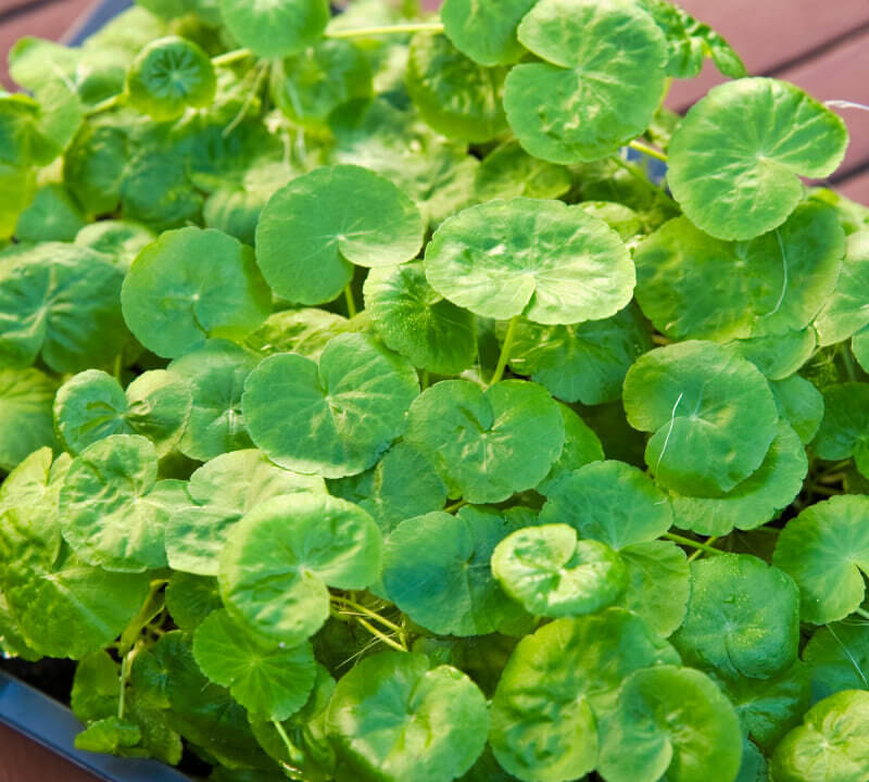 Gesunder, kräftig gewachsener Wassernabel (Hydrocotyle leucocephala) in emerser Aufzucht