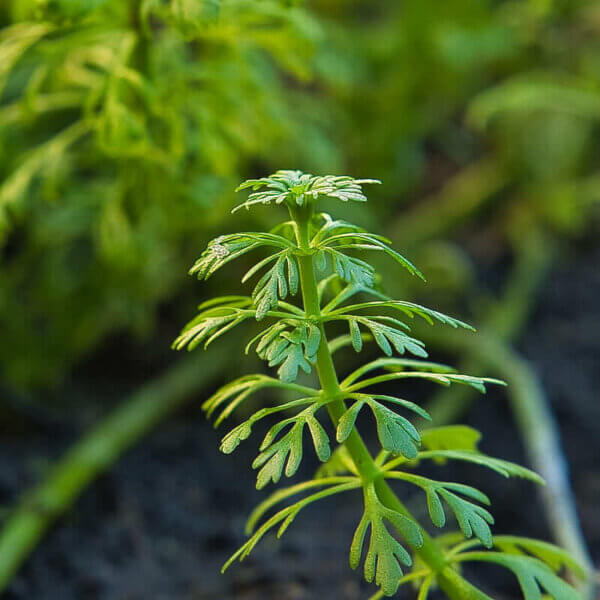 Blütenstielloser Sumpffreund | Limnophila sessiliflora – Bild 3