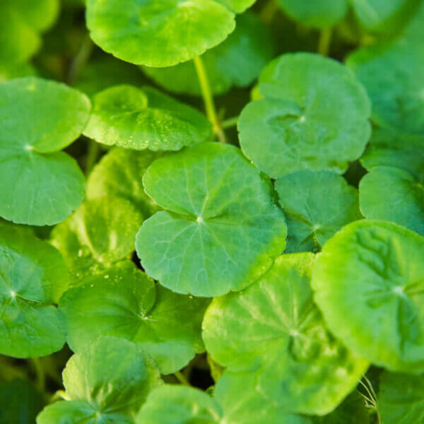 Brasilianischer Wassernabel | Hydrocotyle leucocephala