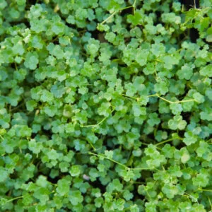 Hydrocotyle tripartita mit kleeblattähnlichen Blättern in emerser Aufzucht