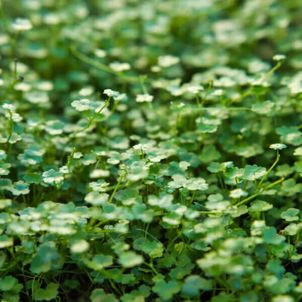 Emerse Vermehrung des Mini Wassernabes Hydrocotyle tripartita mini