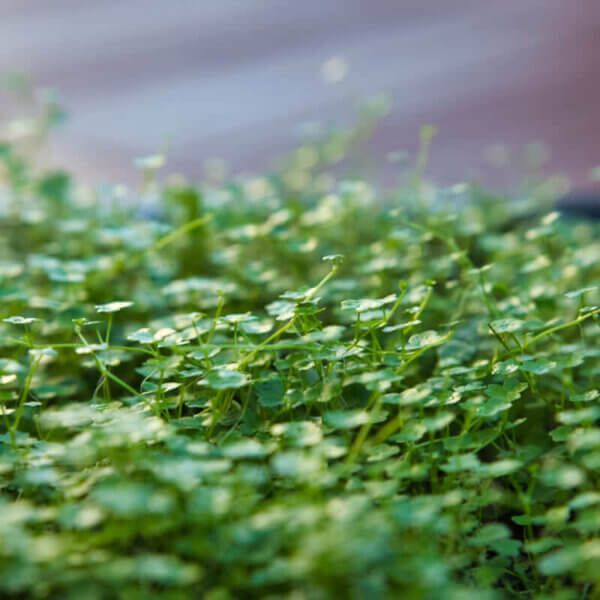 Hydrocotyle tripartita mini Wassernabel für Aquarien, Wabi-Kusa und Terrarien