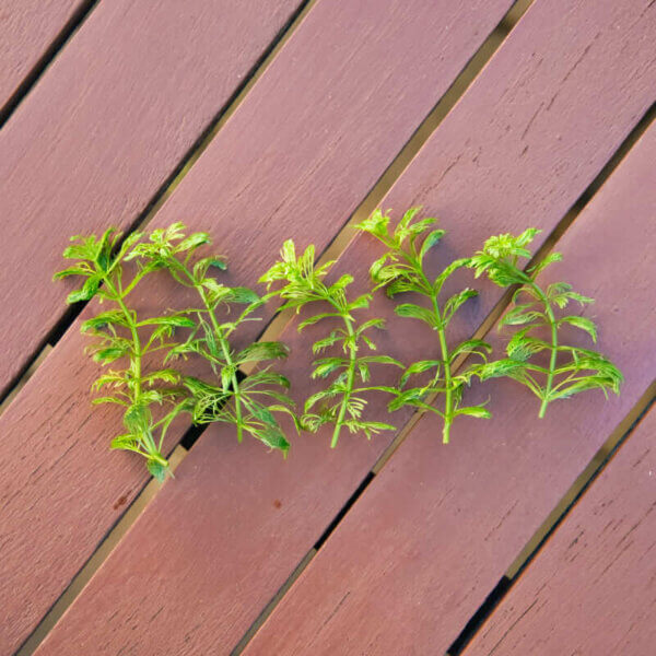 Blütenstielloser Sumpffreund | Limnophila sessiliflora – Bild 4