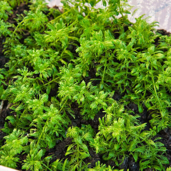 Blütenstielloser Sumpffreund | Limnophila sessiliflora